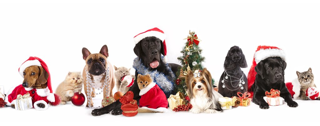 Winter Holiday Pet Hazards!